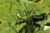 Sagittaria sagittifolia