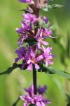 Lythrum salicaria