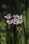 Butomus umbellatus