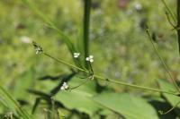 Alisma plantago-aquatica