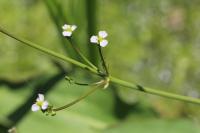 Alisma plantago-aquatica