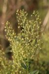 Lepidium draba