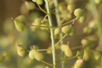 Lepidium draba