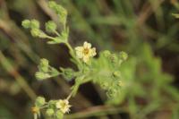 Potentilla recta