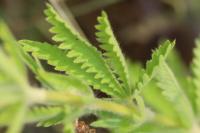 Potentilla recta
