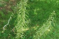 Himantoglossum hircinum