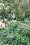 Sisymbrium officinale