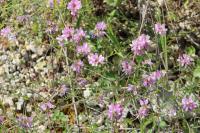 Coronilla varia