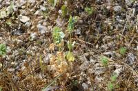 Blackstonia perfoliata