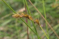 Carex leporina