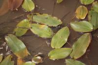 Potamogeton natans
