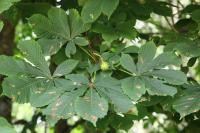 Aesculus hippocastanum