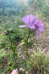Malva alcea