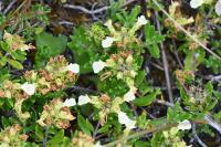 Teucrium montanum