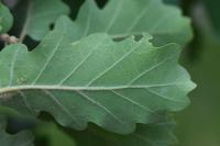 Quercus pubescens