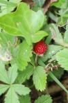 Fragaria vesca
