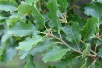 Quercus pubescens