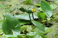 Nuphar lutea