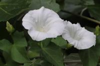 Convolvulus sepium