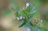 Veronica anagallis-aquatica