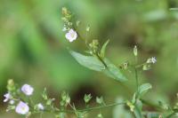 Veronica anagallis-aquatica