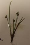 Isolepis setacea