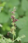 Stachys sylvatica