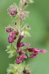 Stachys sylvatica