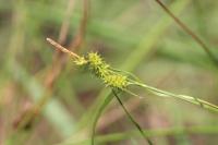 Carex demissa