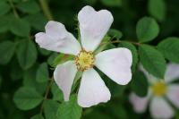 Rosa arvensis
