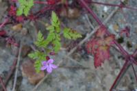 Geranium robertianum