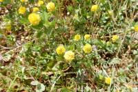 Trifolium campestre