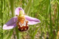 Ophrys apifera