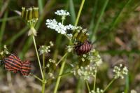 Anthriscus sylvestris