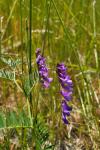Vicia cracca