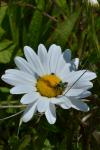 Leucanthemum vulgare