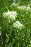 Lepidium draba