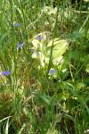 Geranium molle