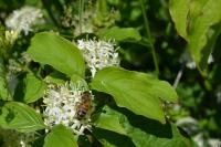 Cornus sanguinea