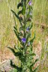 Echium vulgare