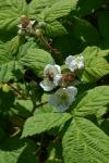 Rubus fruticosus