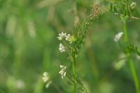 Ervilia hirsuta