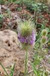 Dipsacus fullonum