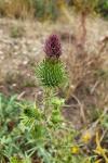 Cirsium vulgare