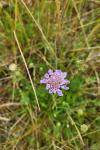 Scabiosa columbaria