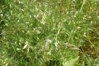 Vicia lutea