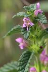 Galeopsis tetrahit