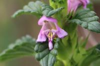 Galeopsis tetrahit