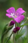Epilobium hirsutum