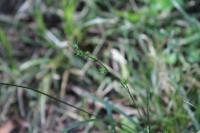 Carex divulsa